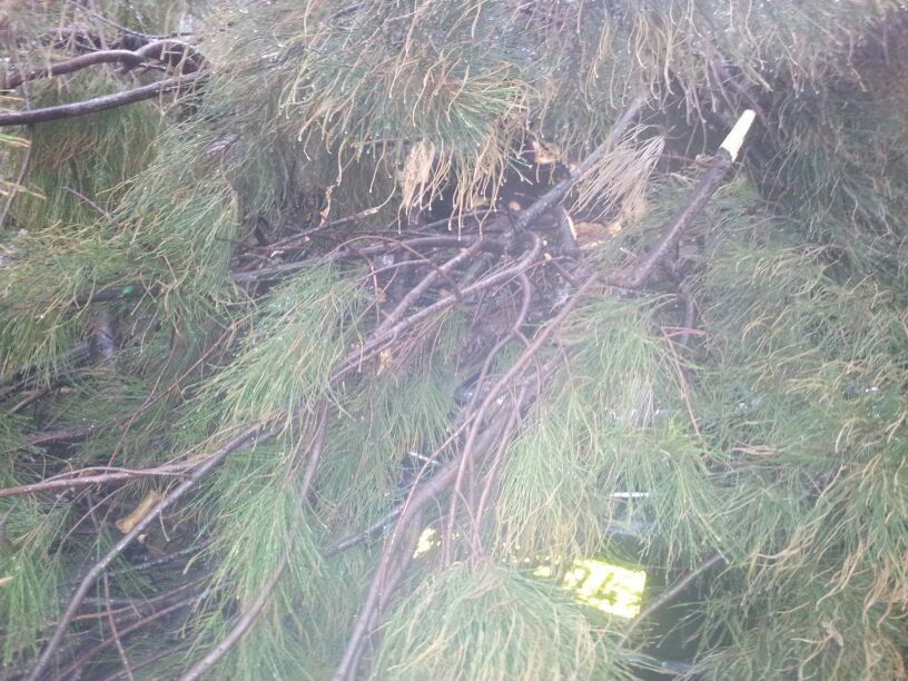 רוחות עזות וגשם סוער • תמונות מנזקי הסופה