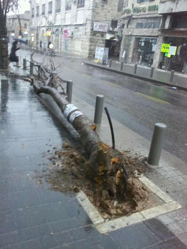 רוחות עזות וגשם סוער • תמונות מנזקי הסופה