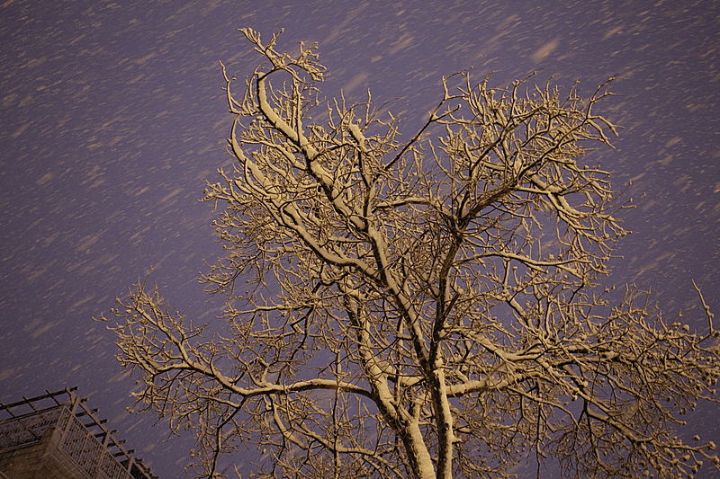 יממה לבנה בירושלים: 120 תמונות מהבירה המושלגת
