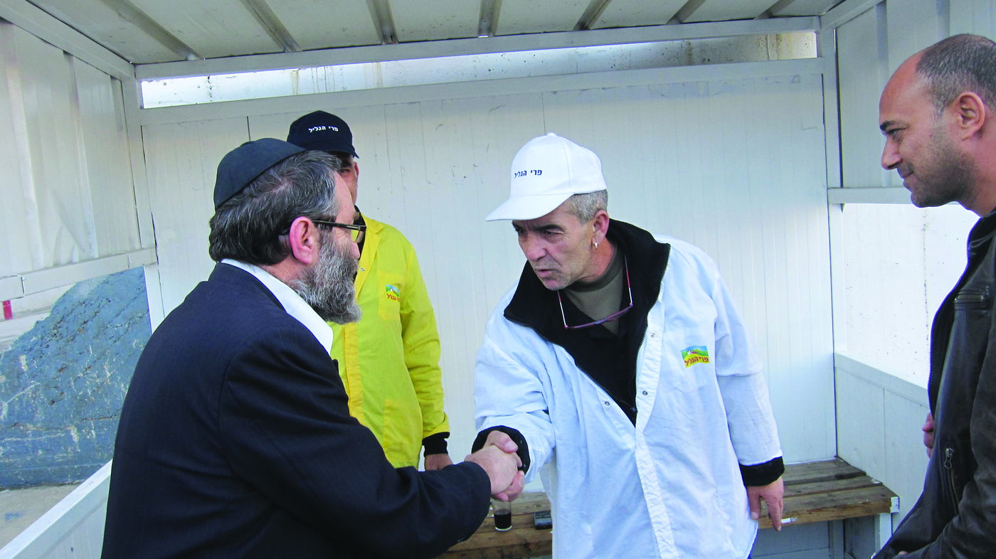 החרדים הלומדים, החילונים העובדים. גפני בפרי הגליל