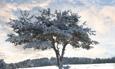 העץ בשדרה החמישית / סיפור לט"ו שבט