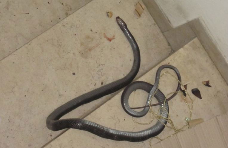 נחש מת הונח בפתח ביתו של סגן ראש העיר אלעד: "נגיש תלונה למשטרה"