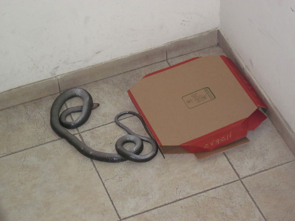 נחש מת הונח בפתח ביתו של סגן ראש העיר אלעד: "נגיש תלונה למשטרה"