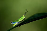 הארבה מכה את המצרים