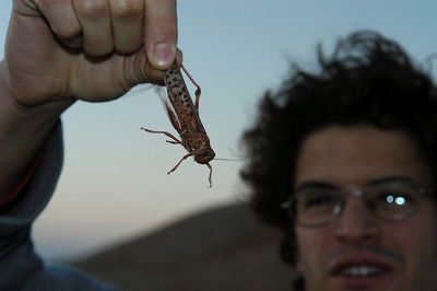 מכת ארבה: הנחילים הגיעו לישראל