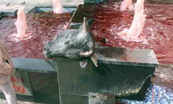 ראש פרה במזרקה: "המים הפכו לדם"