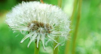 גוועאלד, מצאתי שערה לבנה