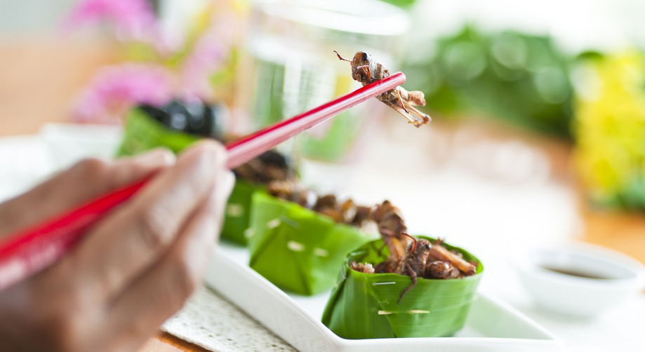 חגב בטעם של עוד