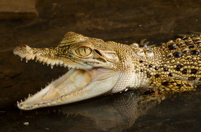 צפו בוידאו: תנין בחצר בית הספר