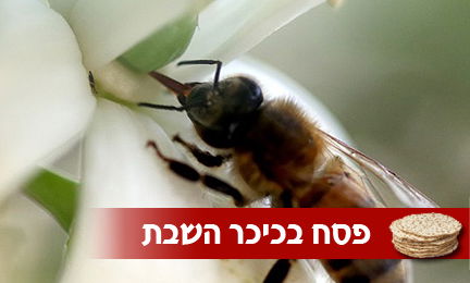 דבורה יונקת את הצוף