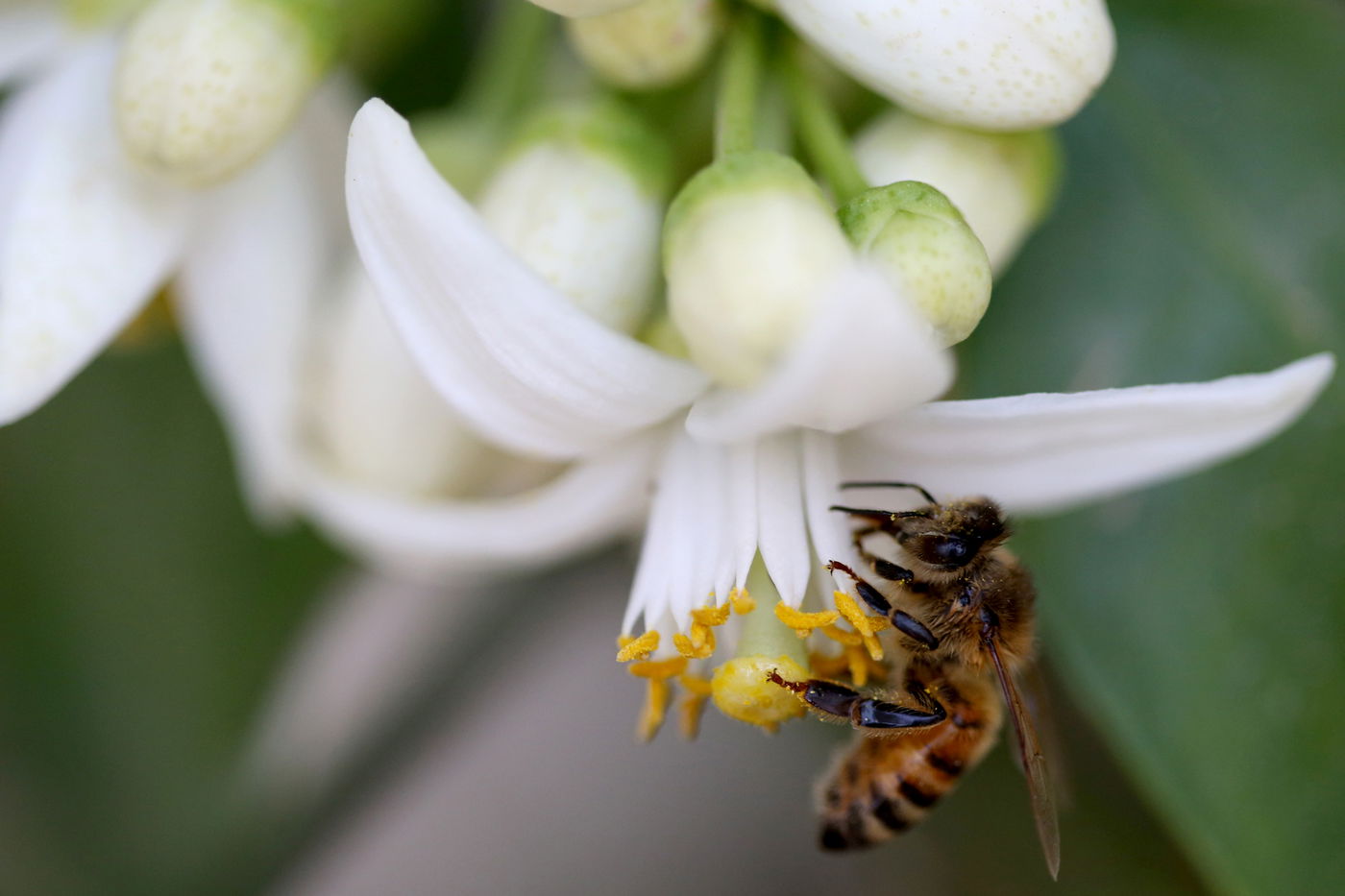 כתבה דבש: דבורים בתיעוד נדיר