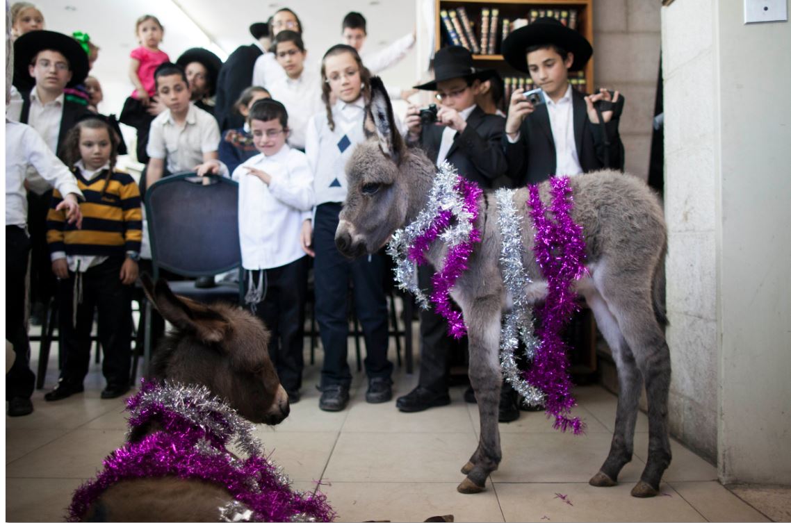 צפו: מעמד פדיון פטר חמור בירושלים