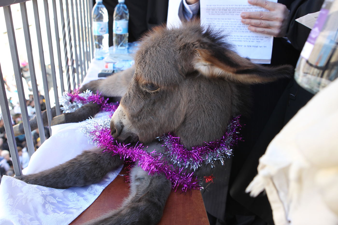 צפו: מעמד פדיון פטר חמור בירושלים