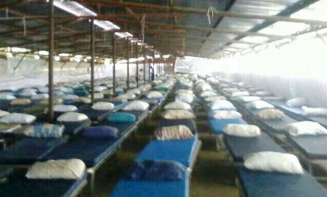 המיטות בלולי התרנגולות