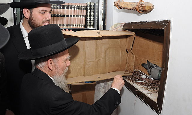 הגאון רבי גרשון אדלשטיין בשילוח הקן • גלריה