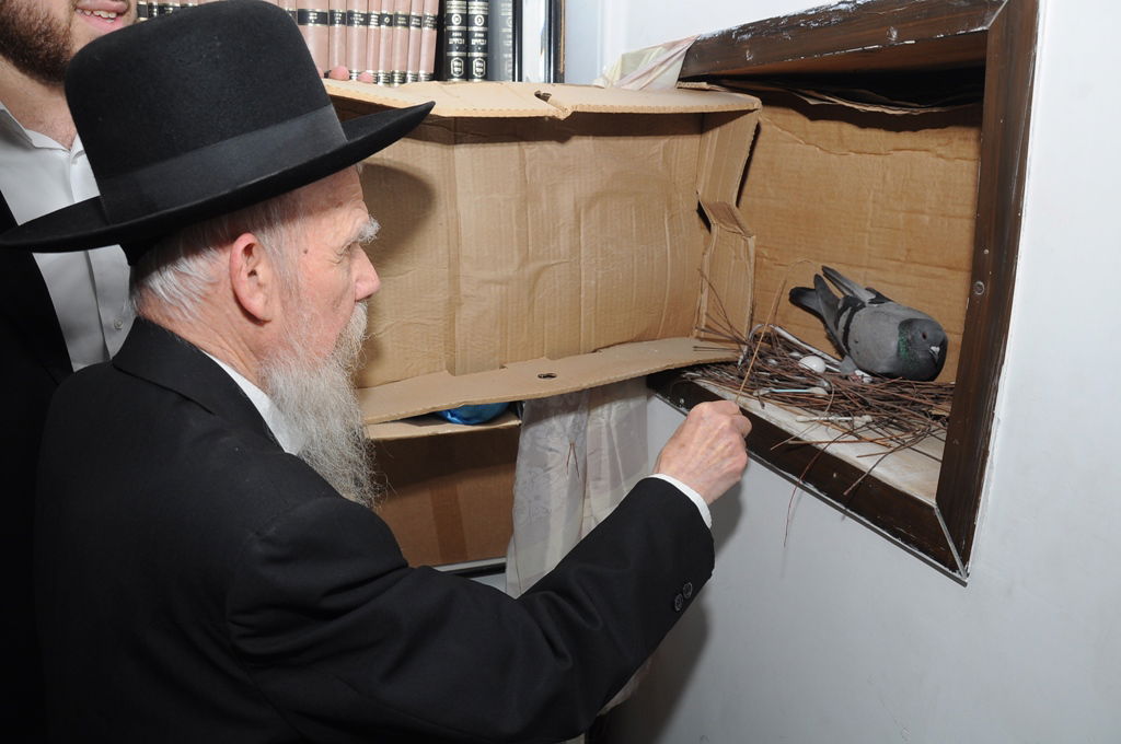 הגאון רבי גרשון אדלשטיין בשילוח הקן • גלריה