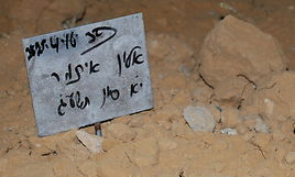 קברו הטרי של הרוצח איתמר אלון