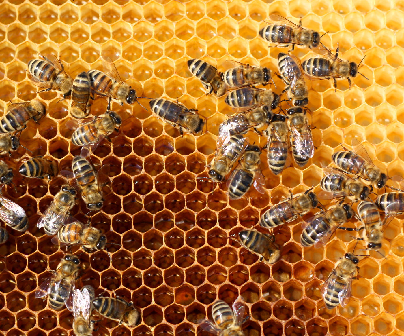 בית שמש: ילד חרדי נעקץ מדבורים ופונה לבית חולים