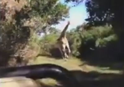 צפו ברגע האימה: הג'ירפה פתחה במרדף עיקש אחרי התיירים