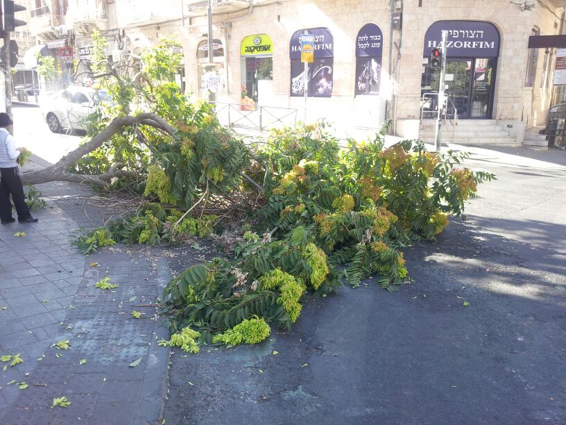 נס בכיכר השבת: עץ קרס בערב שבת, איש לא נפגע