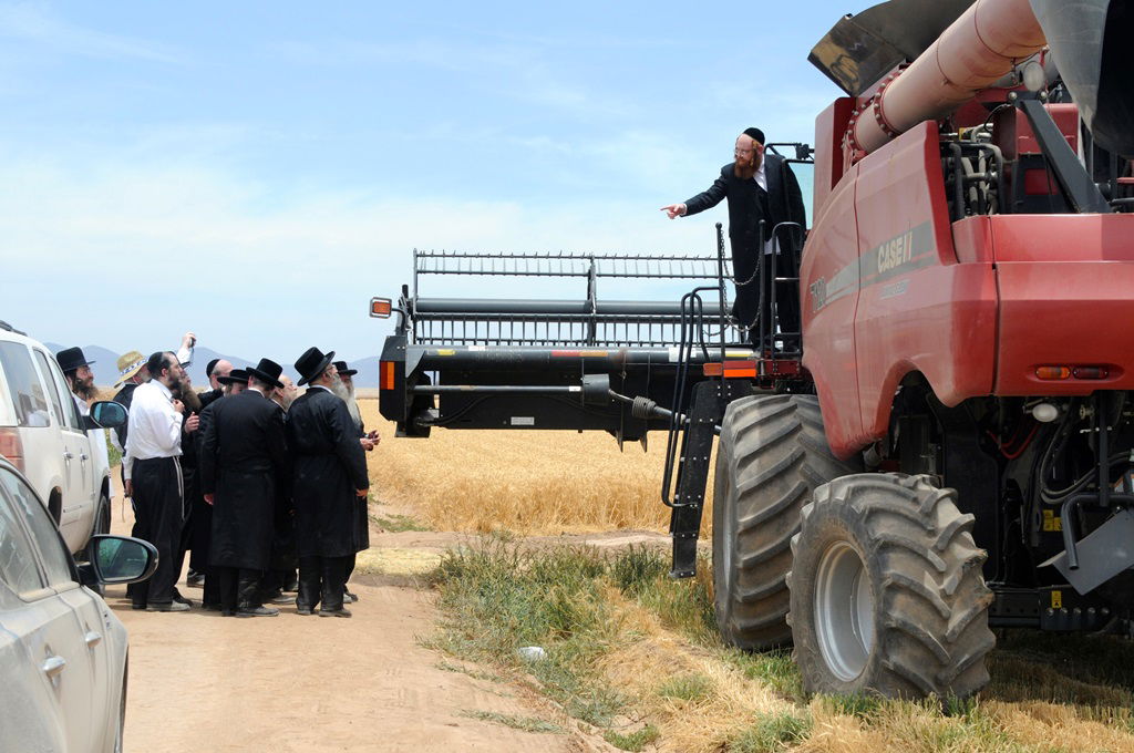 הקציר של הרבי סאטמר: צפו בגלרית ענק מאריזונה