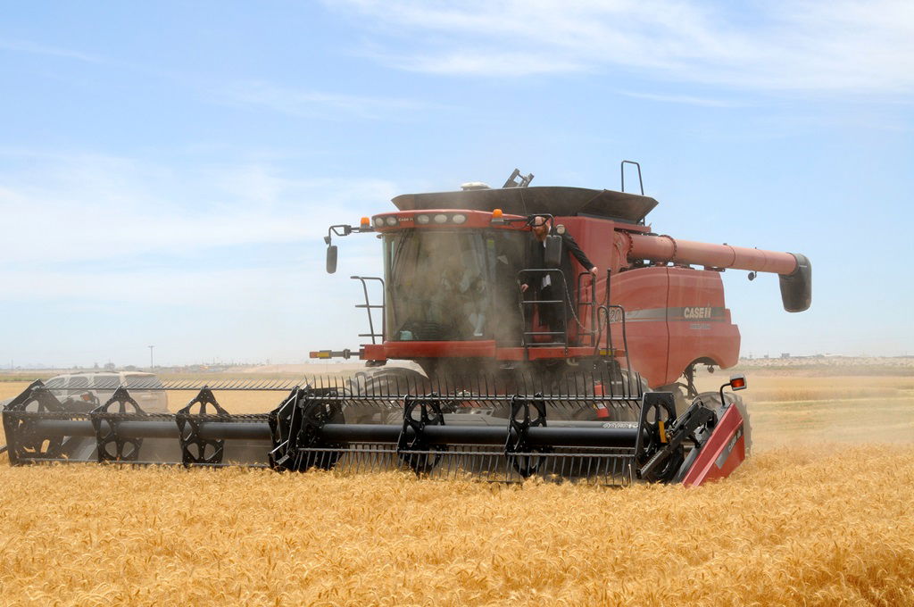 הקציר של הרבי סאטמר: צפו בגלרית ענק מאריזונה