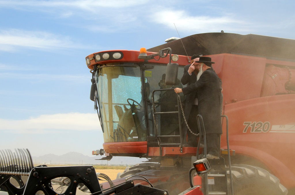 הקציר של הרבי סאטמר: צפו בגלרית ענק מאריזונה