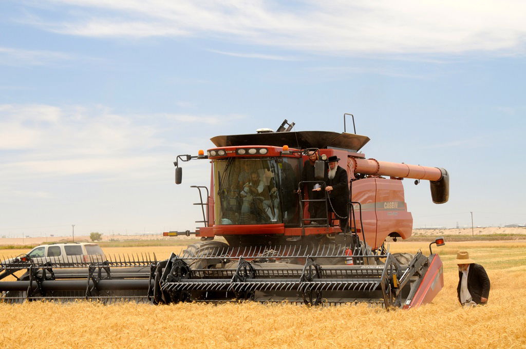 הקציר של הרבי סאטמר: צפו בגלרית ענק מאריזונה