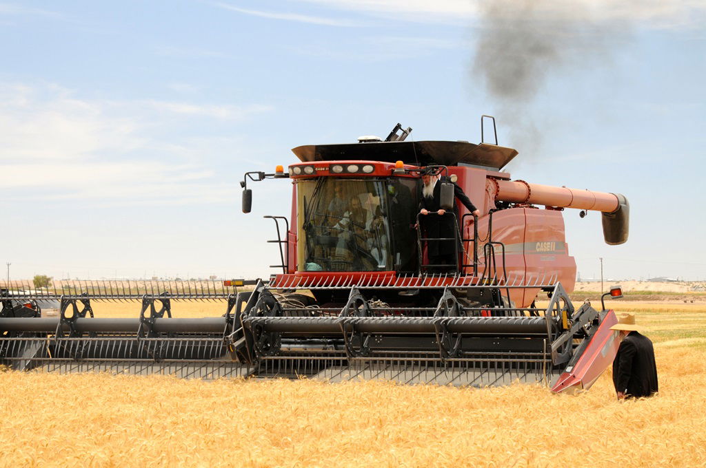 הקציר של הרבי סאטמר: צפו בגלרית ענק מאריזונה