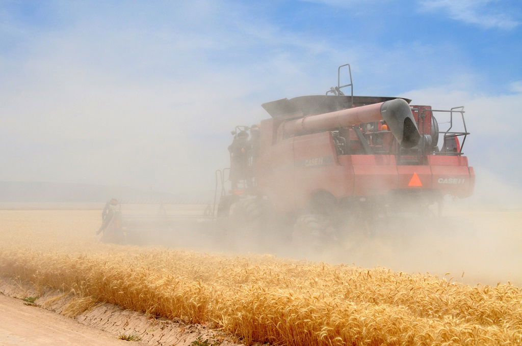 הקציר של הרבי סאטמר: צפו בגלרית ענק מאריזונה