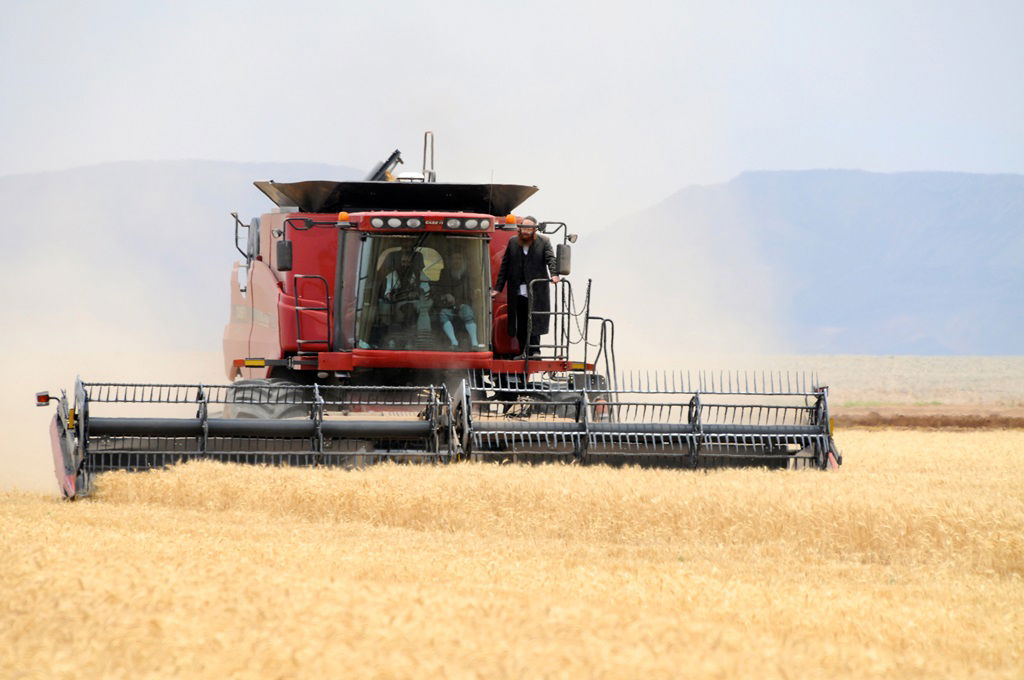 הקציר של הרבי סאטמר: צפו בגלרית ענק מאריזונה