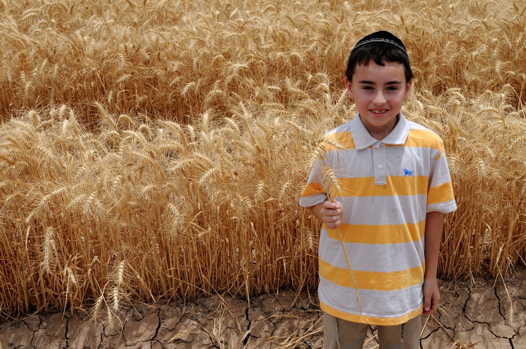 הקציר של הרבי סאטמר: צפו בגלרית ענק מאריזונה
