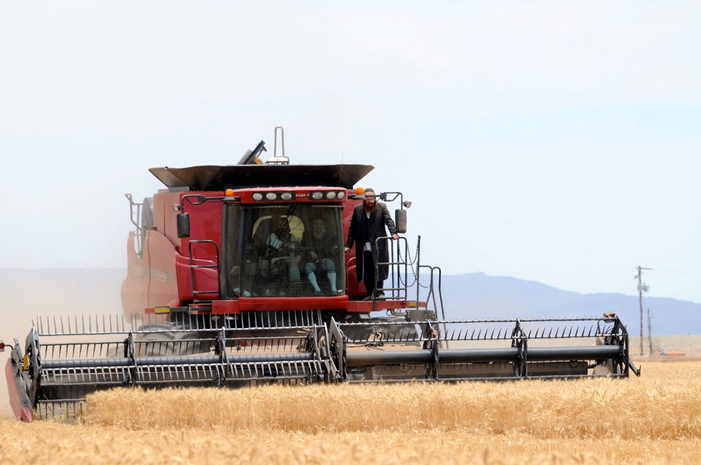 הקציר של הרבי סאטמר: צפו בגלרית ענק מאריזונה