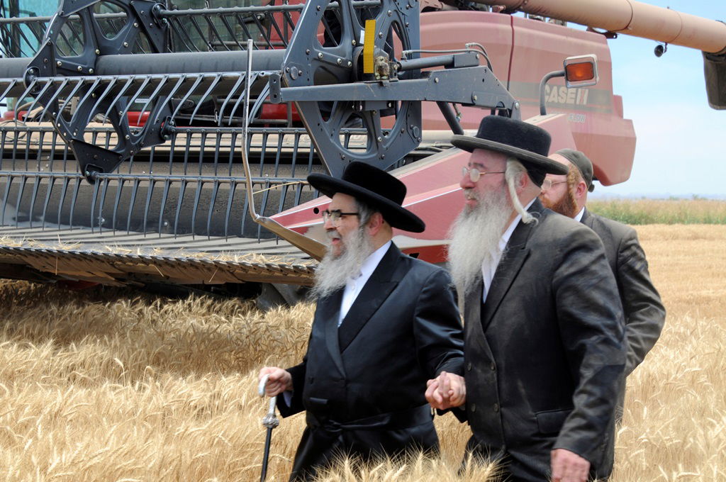 הקציר של הרבי סאטמר: צפו בגלרית ענק מאריזונה