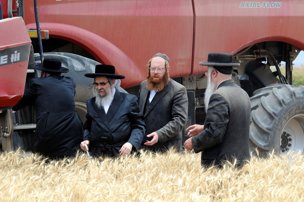 הקציר של הרבי סאטמר: צפו בגלרית ענק מאריזונה