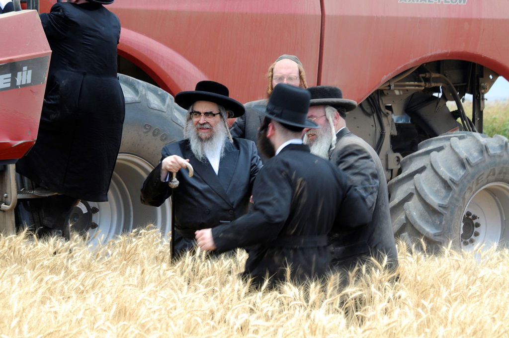 הקציר של הרבי סאטמר: צפו בגלרית ענק מאריזונה