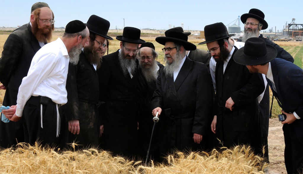 הקציר של הרבי סאטמר: צפו בגלרית ענק מאריזונה