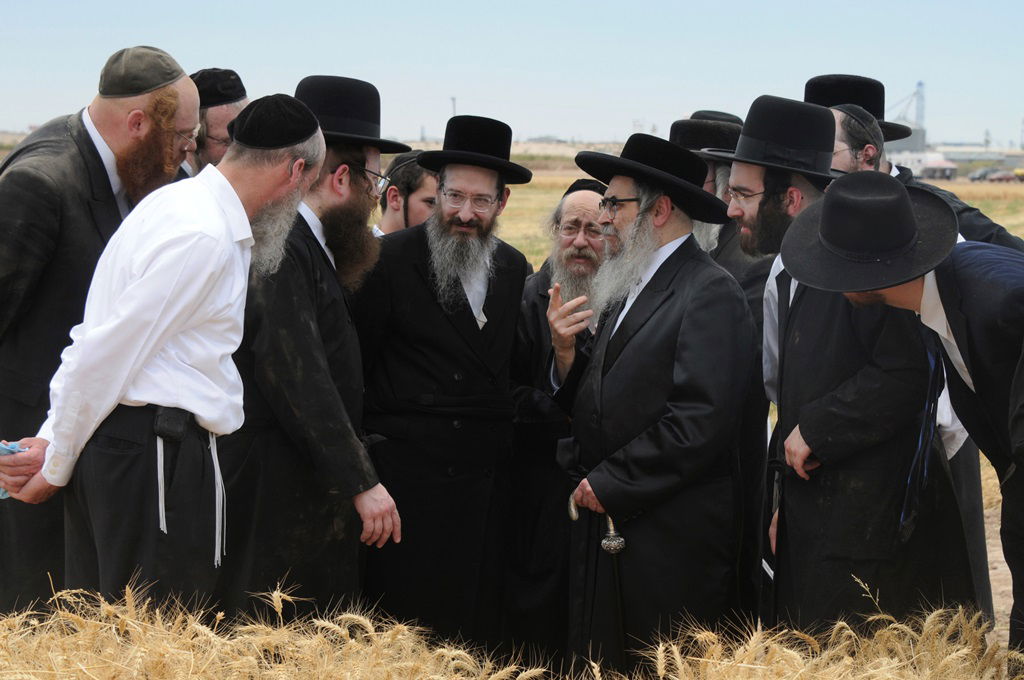 הקציר של הרבי סאטמר: צפו בגלרית ענק מאריזונה