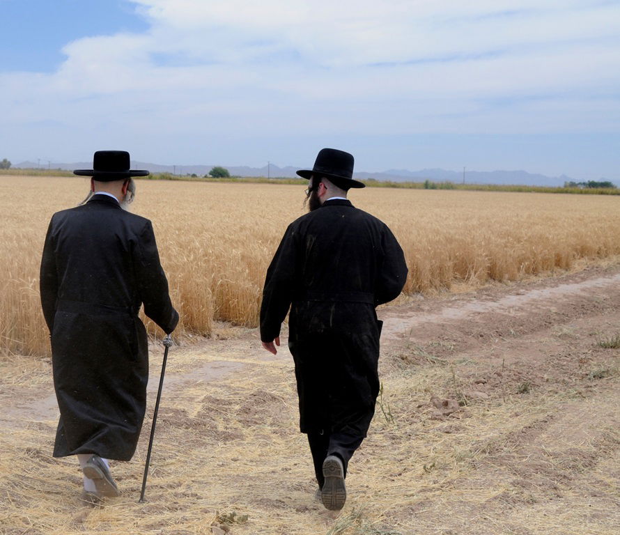 הקציר של הרבי סאטמר: צפו בגלרית ענק מאריזונה