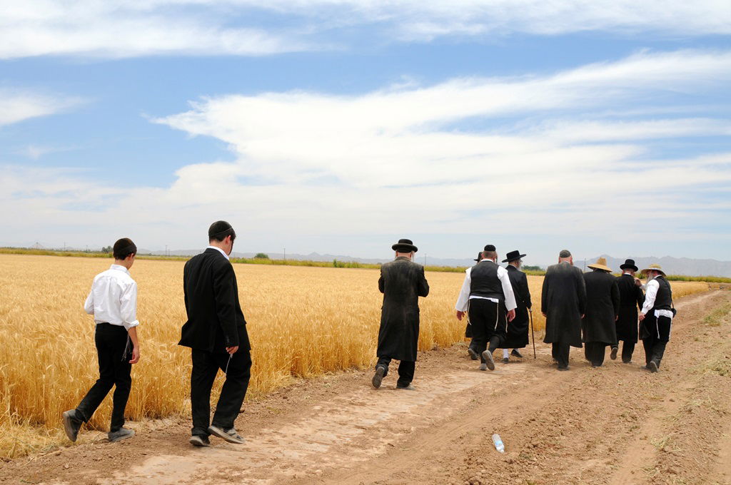 הקציר של הרבי סאטמר: צפו בגלרית ענק מאריזונה