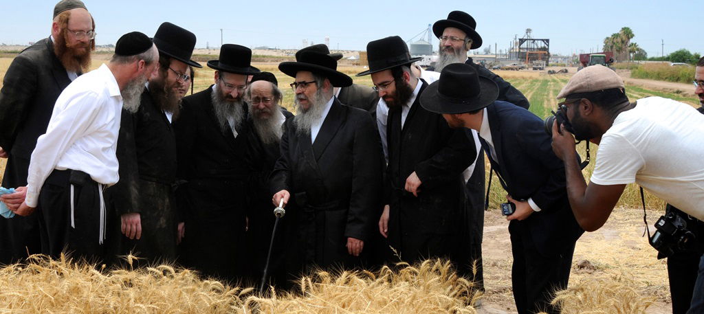 הקציר של הרבי סאטמר: צפו בגלרית ענק מאריזונה