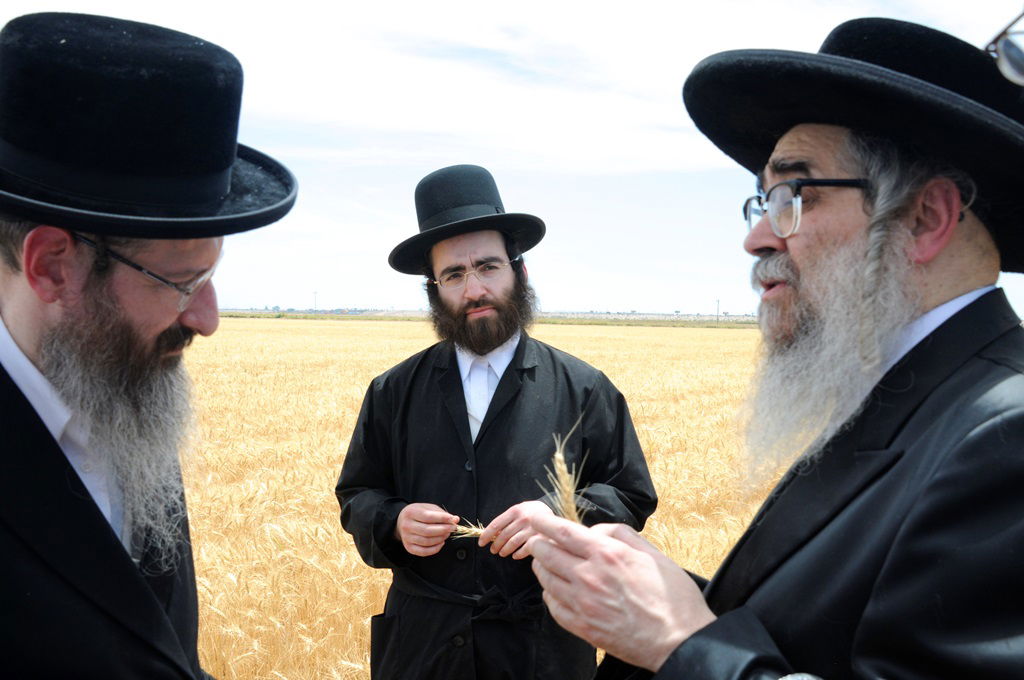 הקציר של הרבי סאטמר: צפו בגלרית ענק מאריזונה