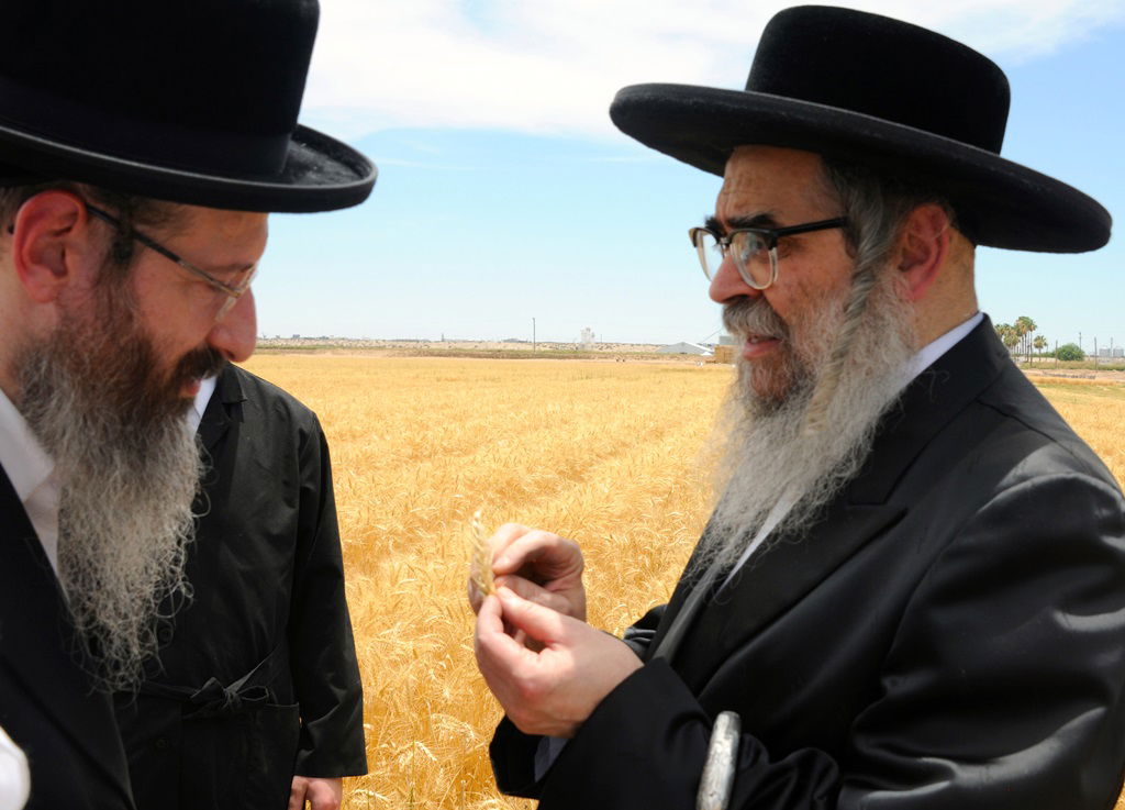 הקציר של הרבי סאטמר: צפו בגלרית ענק מאריזונה