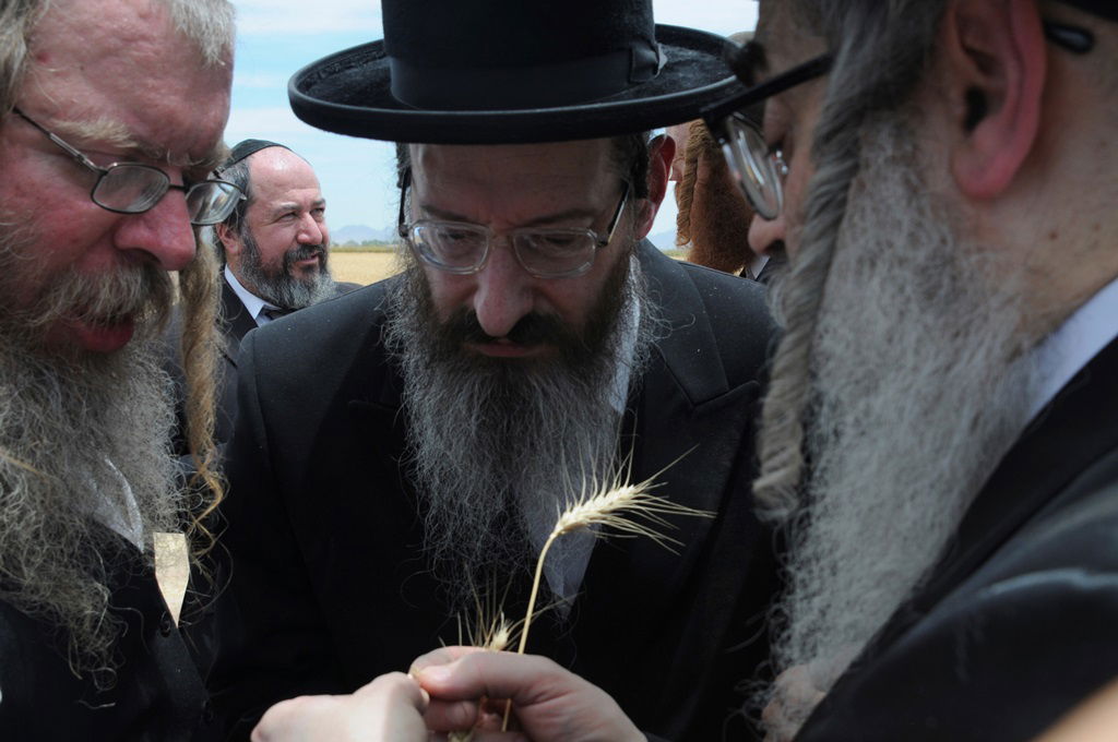 הקציר של הרבי סאטמר: צפו בגלרית ענק מאריזונה