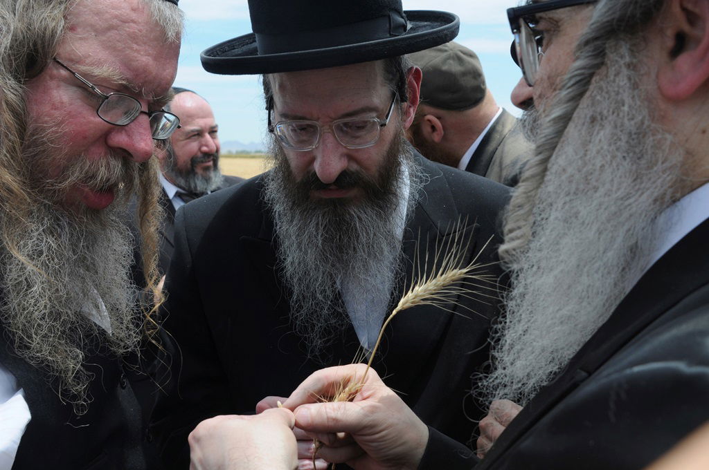 הקציר של הרבי סאטמר: צפו בגלרית ענק מאריזונה