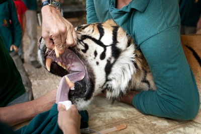 צפו: טיפול בדלקת אוזניים לטיגריס