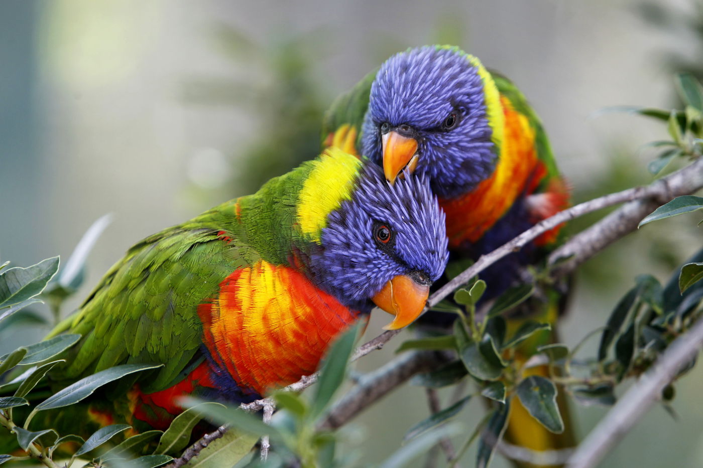 צפו: איזו מתנה קיבל הנשיא שמעון פרס מהפילה