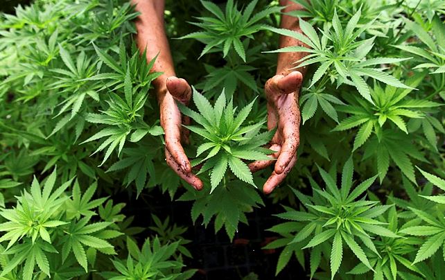 סם המריחואנה