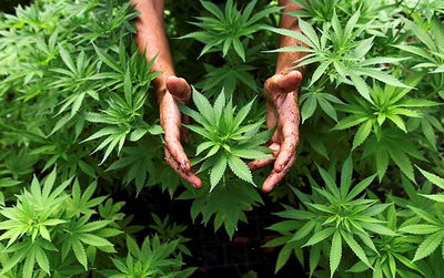 סם המריחואנה