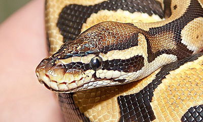 פעוטה הוכשה בביתה על ידי נחש, מצבה בינוני